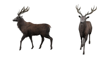 Red Deer isolated on white background