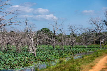 lilies  and dead trees on a lake in yala national park, sri lanks