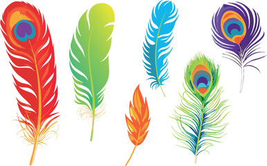 Obraz premium Vector feathers set, no background.