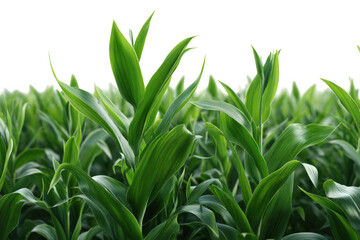Obraz premium Lush green corn plants growing in field isolated on transparent background