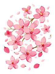 Delicate Cherry Blossoms in Full Bloom