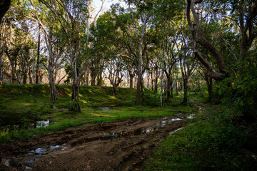 Obraz premium trees in the woods, yala national park, sri lanka