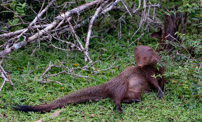 meerkat on the grass, yala national park, sri lanka