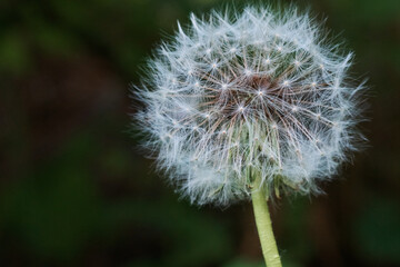 Dandelion on a green background. Silhouette of a dandelion, fluffy flower. Seeds macro close-up....