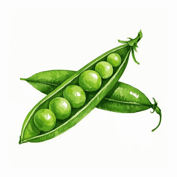 Verdant Sphere Flow peas isolated watercolor vector illustration svg