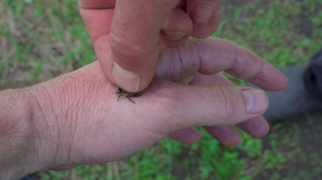 Apitherapy session: a hand receiving a bee sting.