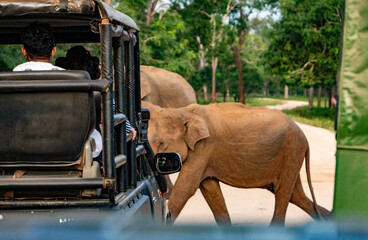 elephant is crossing the street, yala national park, sri lanka