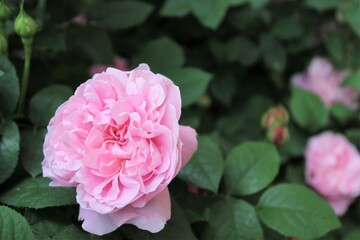 beautiful pink rose with green fresh leaves in the garden