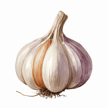 Paper-Cloaked Whispers garlic isolated watercolor vector illustration svg