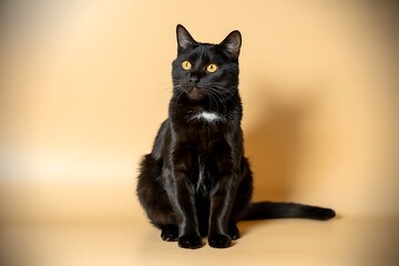 Obraz premium Elegant Black Cat with Yellow Eyes Seated on a Light Background