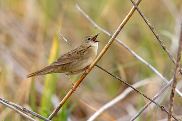 Świerszczak (Locustella naevia)