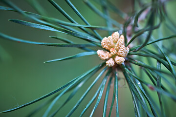 Fototapeta premium Close-up of pine tree blossoms on a green background.