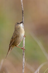 Świerszczak (Locustella naevia)