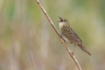 Świerszczak (Locustella naevia)