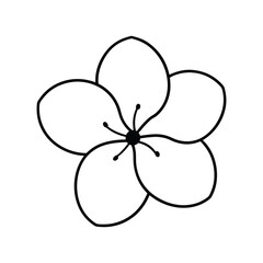  Cherry flower on white background vector illustration