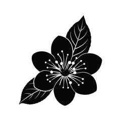 Cherry flower with leaf on white background vector illustration