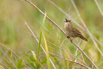 Świerszczak (Locustella naevia)