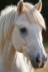 Obraz premium Close-up shot of a white horse's face with a blurred background