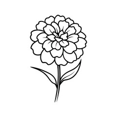 Marigold flower isolated on white background vector illustration