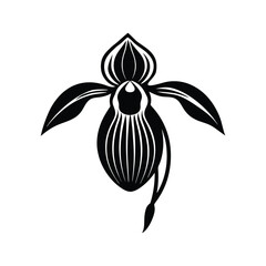  Pink and white ladys slipper flower on white background vector illustration