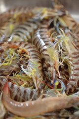 Fresh tiger prawns with vibrant legs, ready for gourmet cooking.