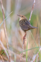 Świerszczak (Locustella naevia)