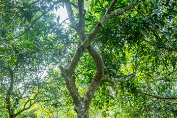 Mango trees rise broad and tall, their thick trunks supporting domes
