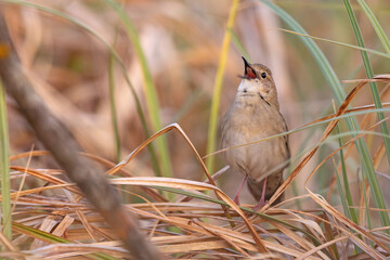 Świerszczak (Locustella naevia)