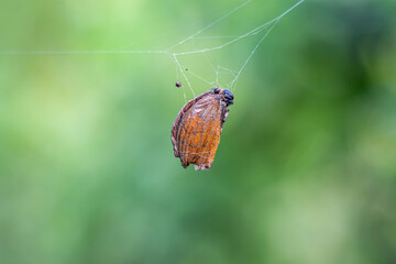 The butterfly hangs still in the spiders web, its once vibrant wings caught