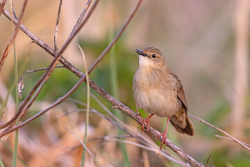Świerszczak (Locustella naevia)
