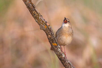 Świerszczak (Locustella naevia)