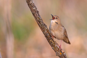 Świerszczak (Locustella naevia)