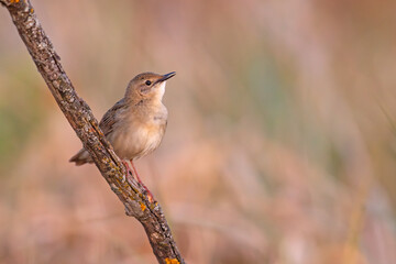 Świerszczak (Locustella naevia)