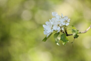 Beautiful blossoming plum tree with white flowers outdoors, closeup. Space for text