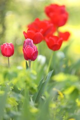 Fototapeta premium Many beautiful tulips growing outdoors in spring, closeup