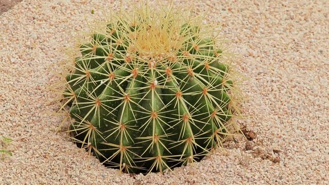Cactus showcasing a touch of desert charm.
