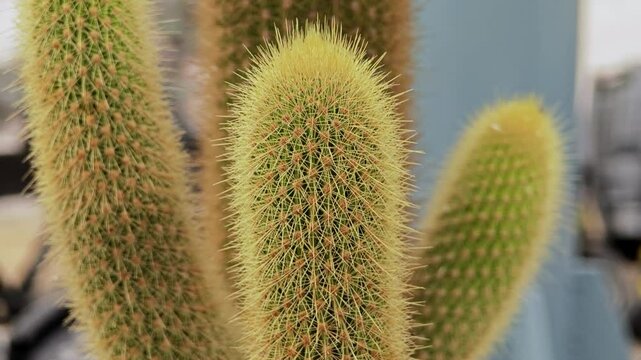 Cactus plants with sharp spines.

