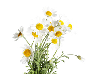Obraz premium Bouquet of beautiful chamomile flowers on white background