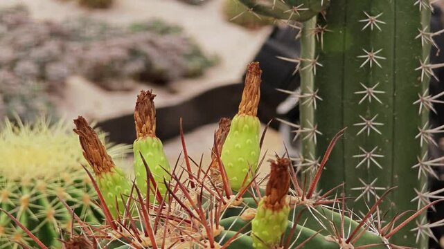Flowering of cactus in terracotta pot.
