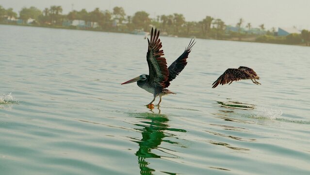 Pelicans flying over the sea in Paracas, Ica &ndash; bird photography on the Peruvian coast