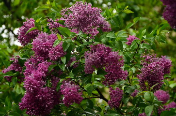 Obraz premium blooming lilac bush on a rainy day in the garden