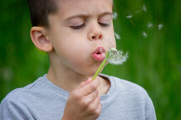 Boy blowing on a dandelion. Allergy.