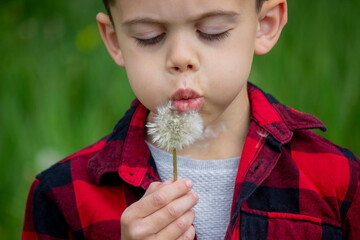 Boy blowing on a dandelion. Allergy.