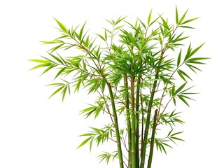 Fototapeta premium Chimonobambusa szechuanensis Bamboo: Ornamental Plant with Graceful Culms