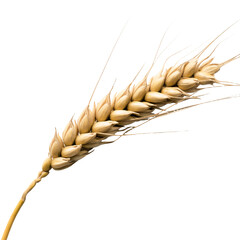 Single Wheat Stalk Isolated Detail with Transparent Background Macro Crop Closeup