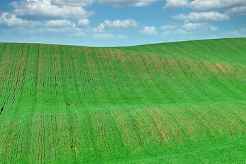 Wild rabbits run across the green wheat field, Moravia landscape at spring, Chech Republic