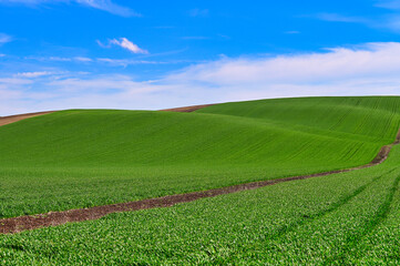 Young green wheat rolling hills landscape,agriculture field,Moravia,Chech Republic