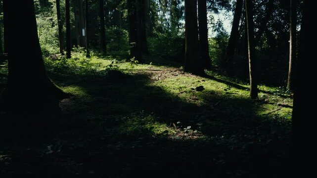 Im Wald tanzt das Licht durch die B&auml;ume, Sonnenstrahlen brechen durch das Bl&auml;tterdach und werfen goldene Muster auf den Boden &ndash; ein stilles Schauspiel voller Magie und nat&uuml;rlicher Sch&ouml;nheit.