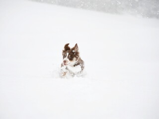 Small brown and white dog is playing in the snow