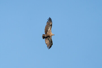Eurasian griffon vulture - Gyps fulvus fulvus in flight with spanned wings with blue sky in background. Photo from Sierra de Gredos Mountain in Spain.
